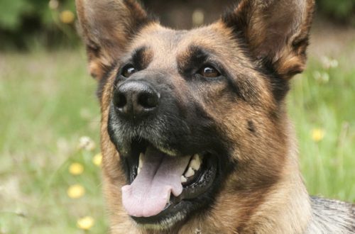 Cani da fiuto contro il Coronavirus: in Inghilterra l’addestramento della prima squadra al mondo thumb