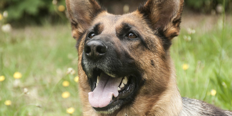 Cani da fiuto contro il Coronavirus: in Inghilterra l’addestramento della prima squadra al mondo cover