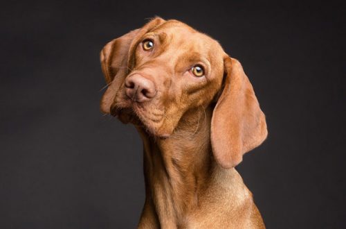 Il benessere delle pietre applicato al cane thumb