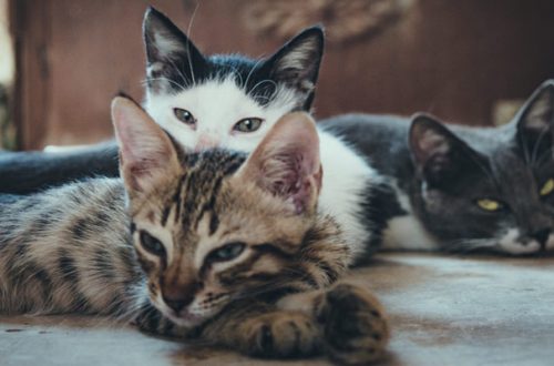 I gatti si ammalano di coronavirus dall’uomo e se lo trasmettono tra loro thumb