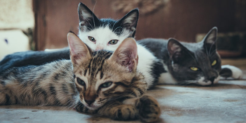 I gatti si ammalano di coronavirus dall’uomo e se lo trasmettono tra loro cover