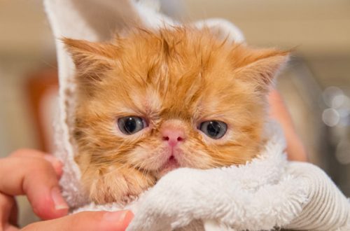 Fare il bagno al gatto è possibile? Sì, ma non sempre è utile thumb