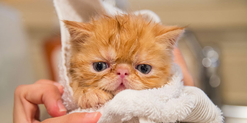 Fare il bagno al gatto è possibile? Sì, ma non sempre è utile cover