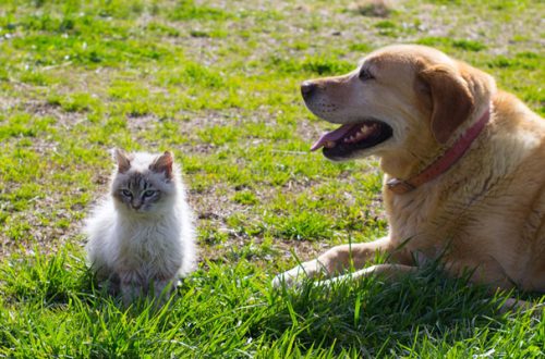 Fase 2 anche per cani e gatti: ecco come proteggerli dai malanni di stagione thumb