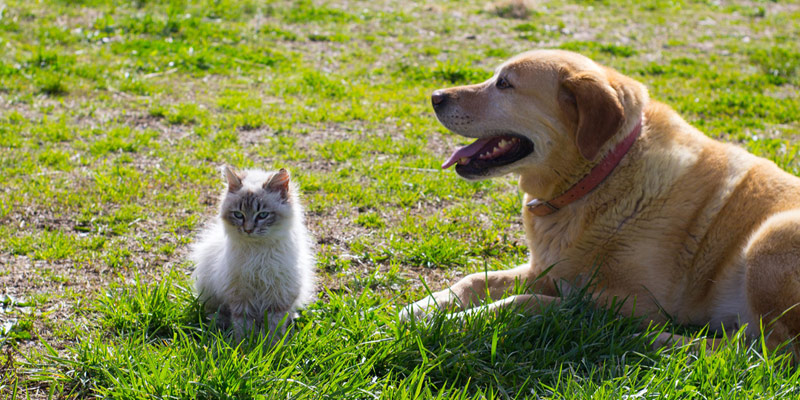 Fase 2 anche per cani e gatti: ecco come proteggerli dai malanni di stagione cover