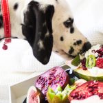 cani vegetariani