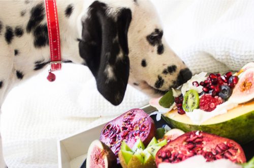Cani vegetariani: possibile ma a quali condizioni? thumb
