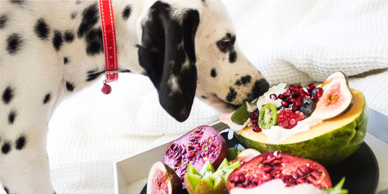 Cani vegetariani: possibile ma a quali condizioni? cover