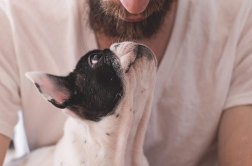 Ora in Liguria gli animali da compagnia potranno essere sepolti con i propri padroni thumb