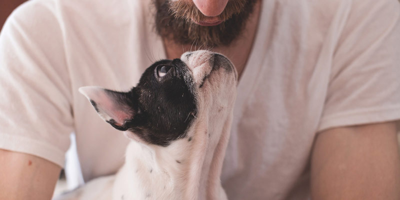 Ora in Liguria gli animali da compagnia potranno essere sepolti con i propri padroni cover
