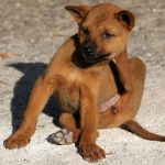 dermatite nel cane