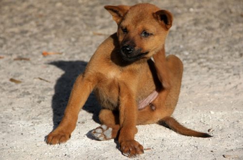Dermatite Nel Cane: Sintomi, Cause, Cura E Rimedi thumb