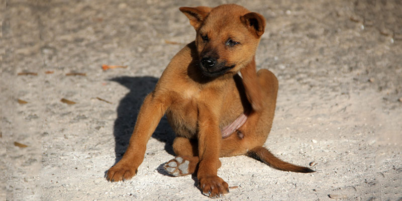 Dermatite Nel Cane: Sintomi, Cause, Cura E Rimedi cover