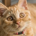 gatto è felice