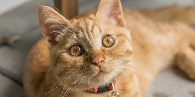 7 segnali per capire se il gatto è felice cover