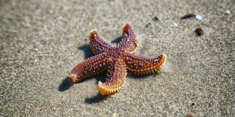 Dai trigoni alle meduse: per gli animali marittimi è stata un’estate difficile cover