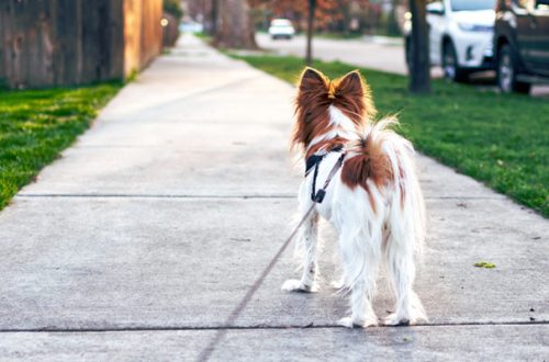 Passeggiata col cane? In Germania è obbligatoria per legge thumb