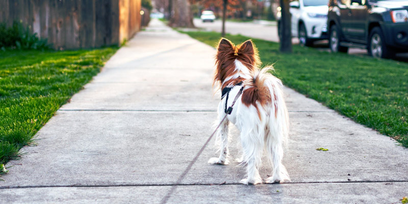 Passeggiata col cane? In Germania è obbligatoria per legge cover
