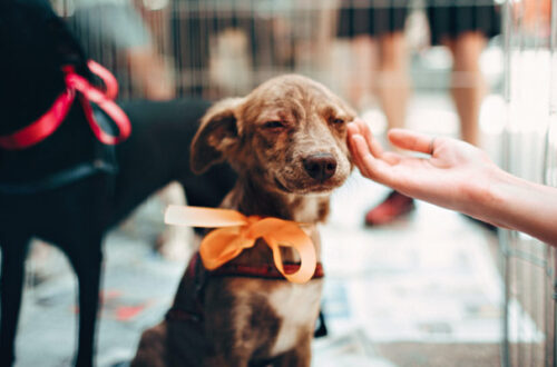 Perché adottare un animale domestico è una buona scelta? thumb