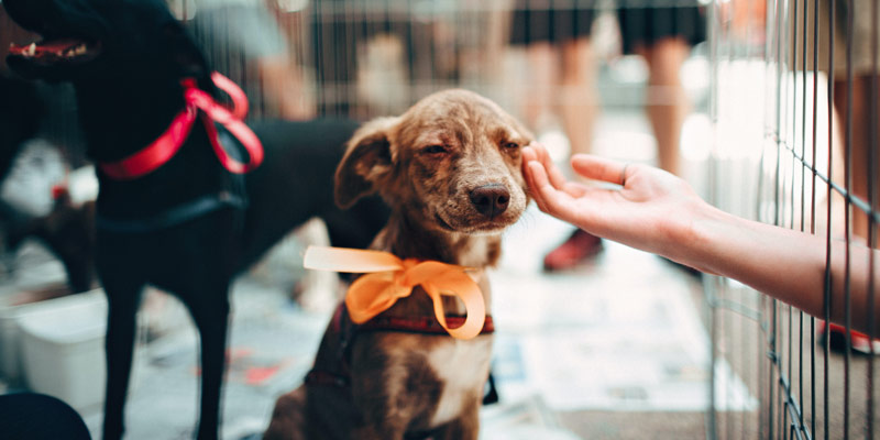 Perché adottare un animale domestico è una buona scelta? cover