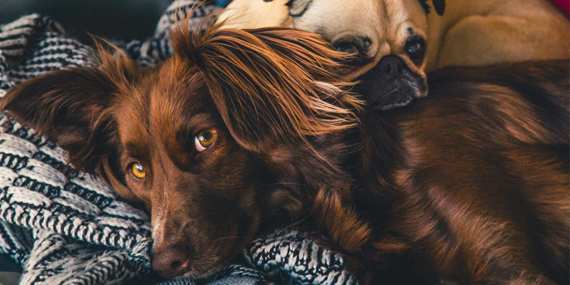 Il Coronavirus mette in crisi le famiglie: le conseguenze sugli animali domestici cover