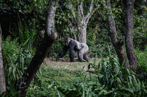 WWF: in meno di mezzo secolo persi i due terzi della fauna selvatica thumb