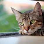 gatto stressato