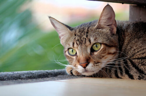 Il gatto è stressato? Ecco come capirlo e rimediare thumb