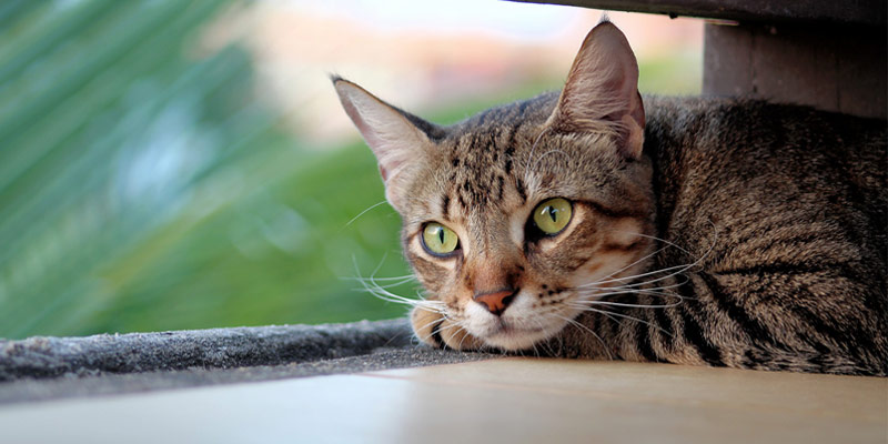 Il gatto è stressato? Ecco come capirlo e rimediare cover
