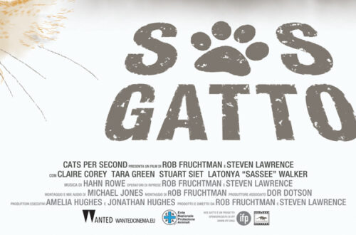 S.O.S. GATTO: il film che racconta la vita di chi si prende cura dei gatti senza famiglia thumb