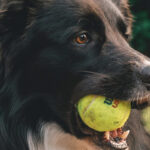 palline da tennis