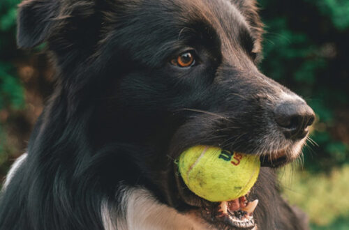 Perché le palline da tennis sono pericolose se utilizzate come gioco per cani? thumb