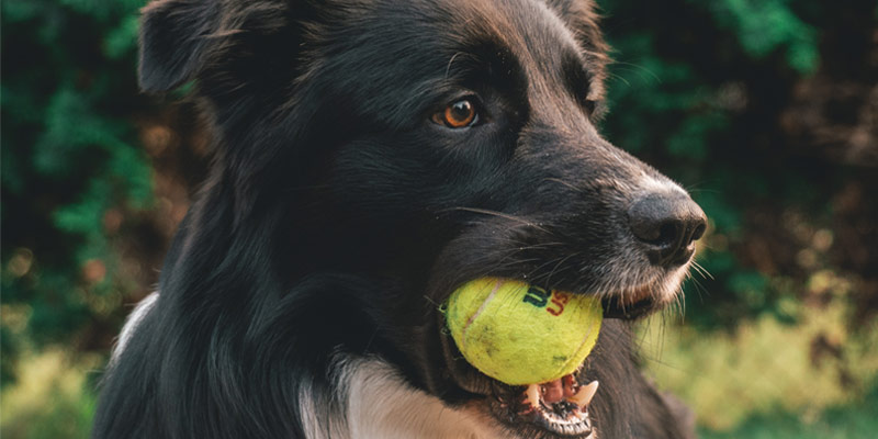 Perché le palline da tennis sono pericolose se utilizzate come gioco per cani? cover