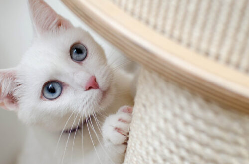 Tiragraffi: come scegliere il migliore per il proprio gatto thumb