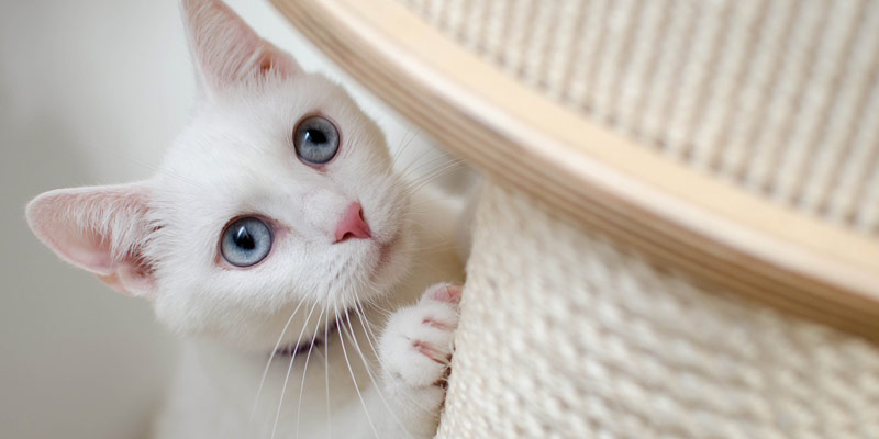 Tiragraffi: come scegliere il migliore per il proprio gatto cover