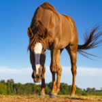 prendersi cura del cavallo