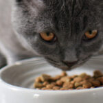 ciotole per gatti