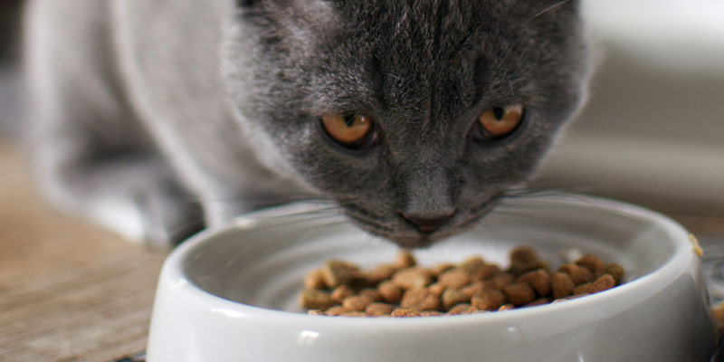 Ciotole per gatti: come scegliere le più adatte e dove posizionarle cover