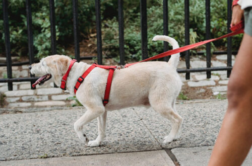 Meglio il collare o la pettorina per il cane? thumb