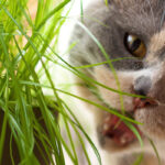 erbe per gatti