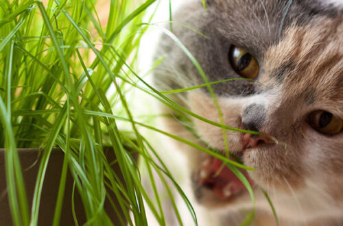 Catnip, matatabi e valeriana: caratteristiche e differenze di queste erbe per gatti thumb