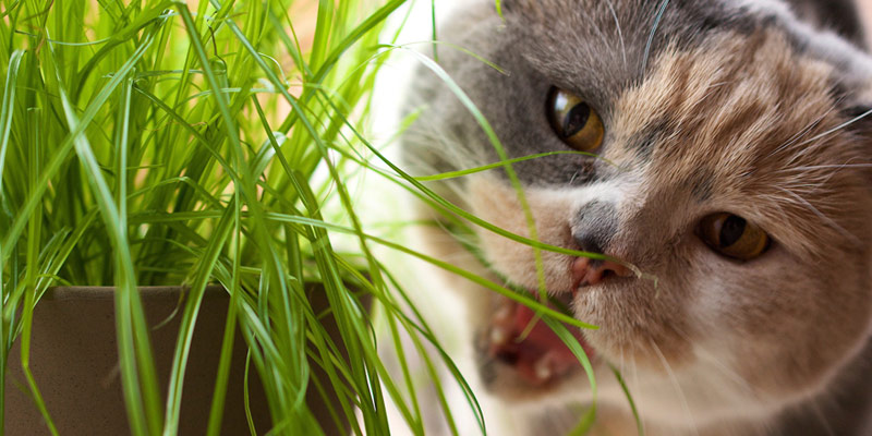 Catnip, matatabi e valeriana: caratteristiche e differenze di queste erbe per gatti cover