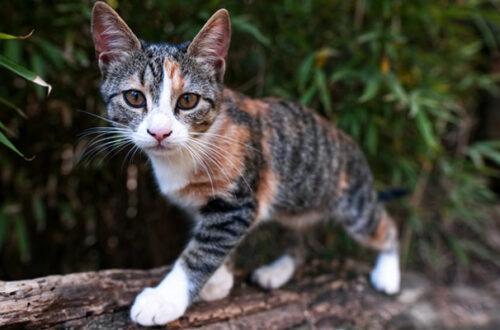 Perché il gatto marca il territorio? E come lo fa? thumb