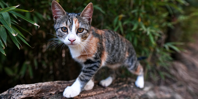 Perché il gatto marca il territorio? E come lo fa? cover