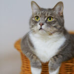 crocchette per gatti sterilizzati