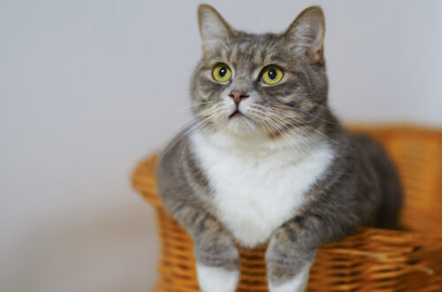 Crocchette per gatti sterilizzati: come sceglierle? thumb