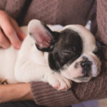 crocchette per cani puppy