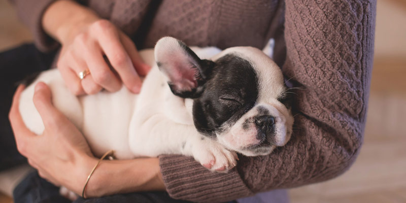 5 consigli per scegliere le migliori crocchette per cani puppy cover