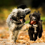 castagne ai cani