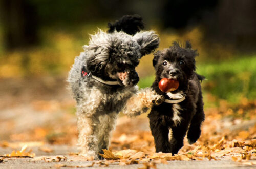 I cani possono mangiare le castagne? thumb
